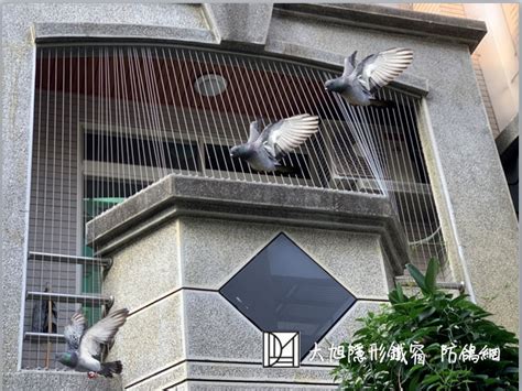 鳥死在陽台風水|陽台驚現死鳥！怎辦？